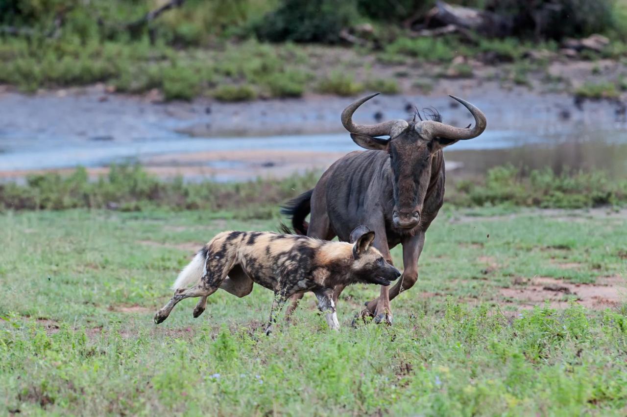 Pondoro Game Lodge Rizab Memburu Balule Luaran gambar