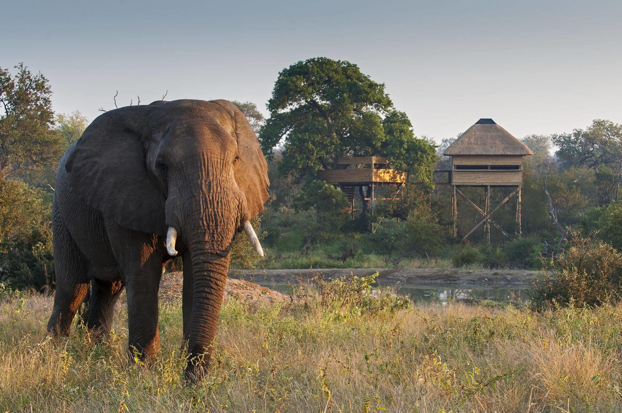 Pondoro Game Lodge Rizab Memburu Balule Luaran gambar